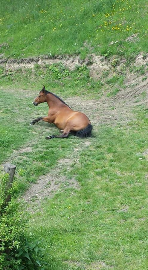 Agroturystyka Pod Swierkiem Srebrna Góra Exteriör bild